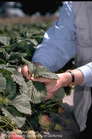 Monitoring for spider mites, two-spotted spider mite.