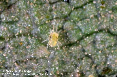 Nymph of two-spotted spider mites.