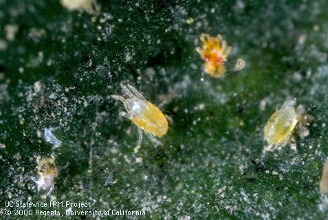 Nymph of spider mites, two-spotted spider mite.