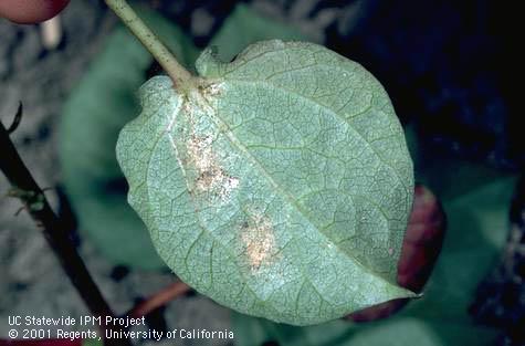 Crop damaged by strawberry spider mite.