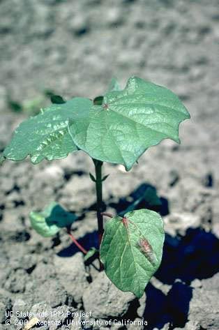 Crop damaged by strawberry spider mite.