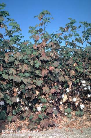 Crop damaged by strawberry spider mite.