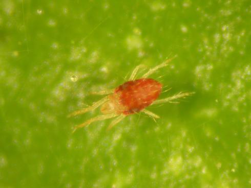 Adult male twospotted spider mite, <I>Tetranychus urticae,</I> with a reddish abdomen that narrows toward the rear. 