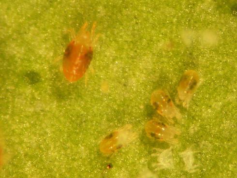 A reddish adult female (left) and yellowish to green nymphs of twospotted spider mite, <I>Tetranychus urticae.</I> .