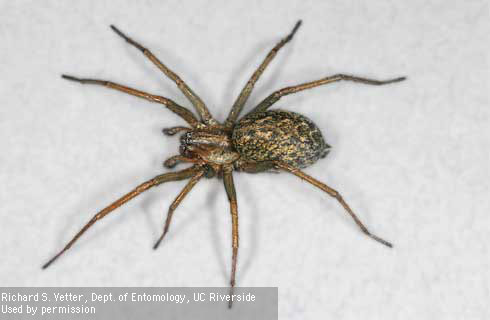 Adult hobo spider, <i>Eratigena agrestis.</i>.