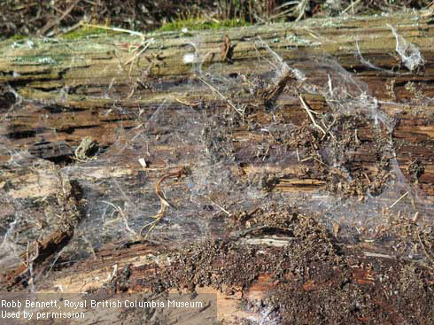 Web of hobo spider, <i>Eratigena agrestis,</i> exposed on the underside of a piece of driftwood.