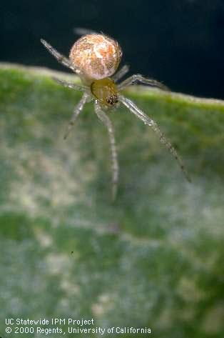 Adult comb-footed spider.