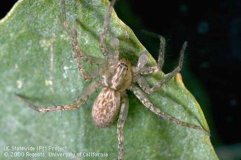 Adult grass spider, <i>Tegenaria</i> sp. (Agelenidae).