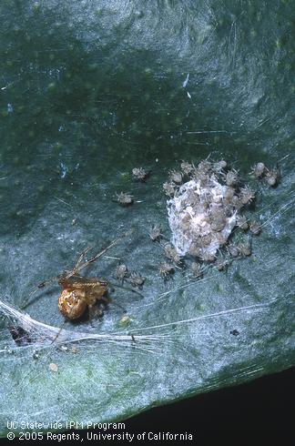 Cobweb weaver spider (Theridiidae) adult, egg sac, and hatching spiderlings.