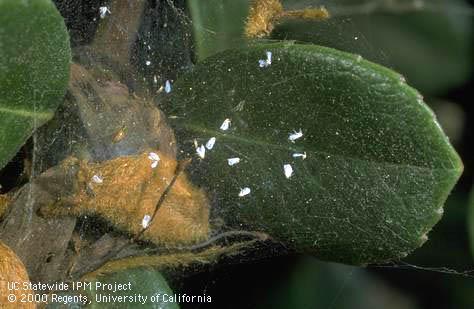 Cobweb weaver spider web with adult greenhouse whiteflies.