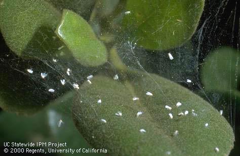 Webbing of a cobweb weaver spider (Theridiidae) capturing adult greenhouse whiteflies, Trialeurodes vaporariorum.