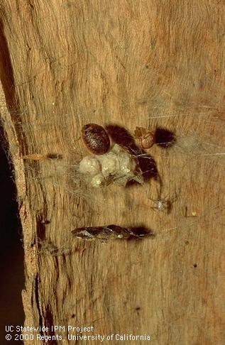 Spider with glassy-winged sharpshooter and Australian tortoise beetle.