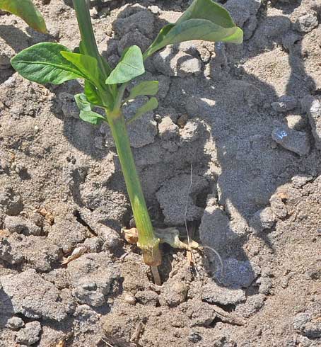 Chewing damage to pepper stem at soil line caused by darkling ground beetle feeding.