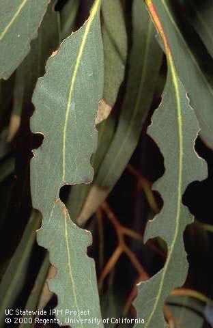 Blue gum leaves chewed by Australian tortoise beetle leaf beetle.