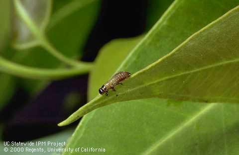 Australian tortoise beetle larva on a Eucalyptus sp. leaf (1/2x).