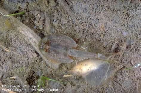 Adult tadpole shrimp.