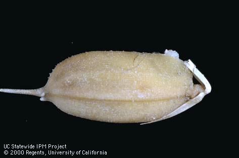 Crop damaged by tadpole shrimp.