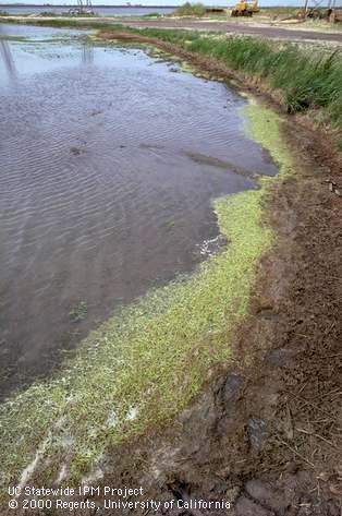 Crop damaged by tadpole shrimp.