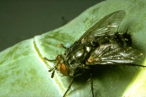 Adult tachinid fly.