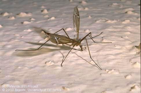 Adult crane fly.