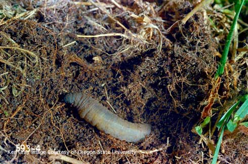 Larva of the European crane fly, <i>Tipula paludosa.</i>.