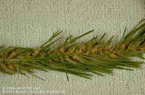 Swollen pine needle bases caused by Monterey pine midge feeding.