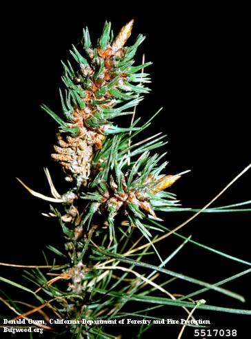 Pine needles and shoot terminal galled by feeding of larvae of Monterey pine midge, <i>Thecodiplosis piniradiatae</i>.