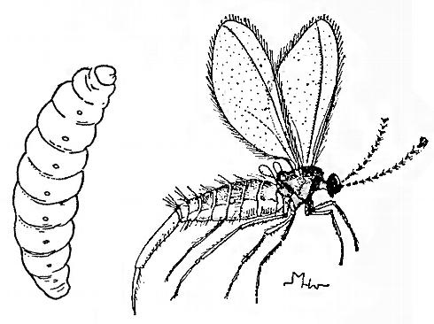 Last (third) instar (left) and adult Monterey pine midge, <i>Thecodiplosis piniradiatae</i>.