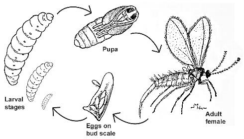 Life stages of Monterey pine midge, <i>Thecodiplosis piniradiatae</i>.