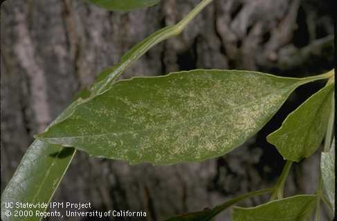 Bleached specks (stippling) in an ash leaf from feeding of ash plant bugs, <i>Tropidosteptes</i> spp.