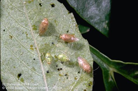 Brown adults (top and right) and green nymphs of Pacific ash plant bug, <i>Tropidosteptes pacificus</i>.