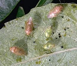 Brown adults and green nymphs of the Pacific ash plant bug