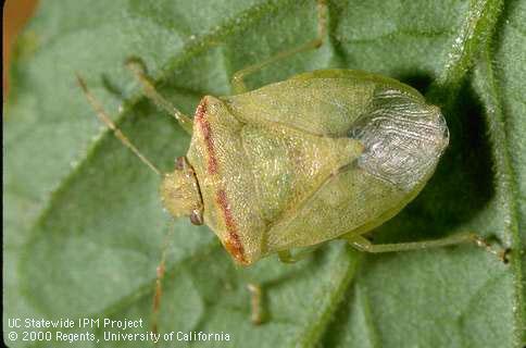 Adult redshouldered stink bug.