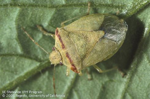 Adult redshouldered stink bug, <I>Thyanta pallidovirens</I> (=<I>Thyanta accerra</I>).