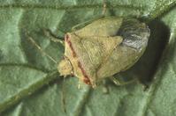 Adult redshouldered stink bug, Thyanta pallidovirens (=Thyanta accerra).