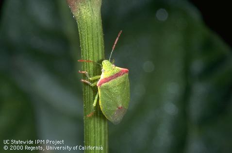 Adult redshouldered stink bug, Thyanta pallidovirens.