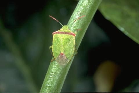 Adult redshouldered stink bug.