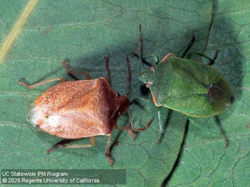 Adult redshouldered stink bugs, <i>Thyanta pallidovirens</i>. The brown form is the overwintering coloration. The green form with reddish 