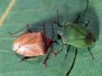 Two adult redshouldered stink bugs facing each other on a green leaf, with one green bug on the left with red along the edges of its shoulders and one brown bug on the right, both with shield-shaped bodies.