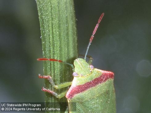 Antennae of adult redshouldered stink bug, <i>Thyanta pallidovirens</i>.