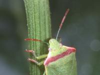 Close-up of adult redshouldered stink bug head, right shoulder, and antennae on green plant stalk, with segments of red and green on antennae, a green head, and a wide red band on shoulder.