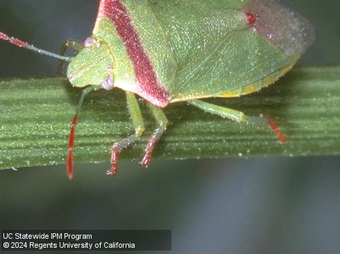 Legs of adult redshouldered stink bug, <i>Thyanta pallidovirens</i>.