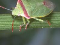 Close-up of the bright green left side of an adult redshouldered stink bug on a plant stalk, with a red band across the shoulders and red tips on the left legs and antenna.