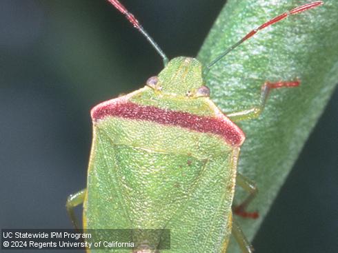 Shoulders of adult redshouldered stink bug, <i>Thyanta pallidovirens</i>.