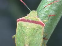 Close-up of bright green shoulders and head of an adult redshouldered stink bug on a plant stalk, with a red band across the shoulders.