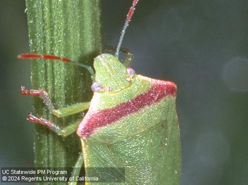 Head of adult redshouldered stink bug, <i>Thyanta pallidovirens</i>.