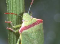 Close-up of the bright green head and some of the red band on the shoulder of an adult redshouldered stink bug on a plant stalk, with large, light brown eyes.