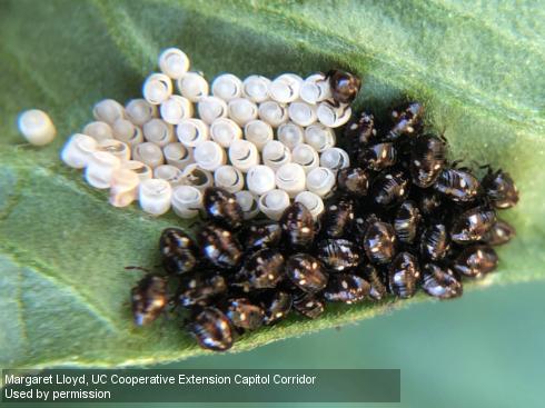 Eggs and first-instar nymphs of redshouldered stink bug, <i>Thyanta pallidovirens</i>.