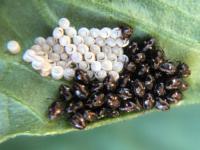 Large cluster of newly hatched, round, dark brown redshouldered stink bug nymphs next to white egg casings on a green leaf.