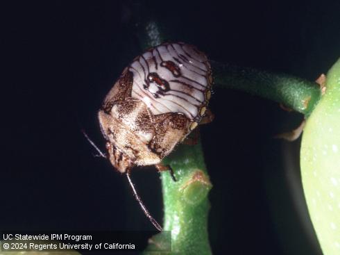 Older nymph of redshouldered stink bug, <i>Thyanta pallidovirens</i>.